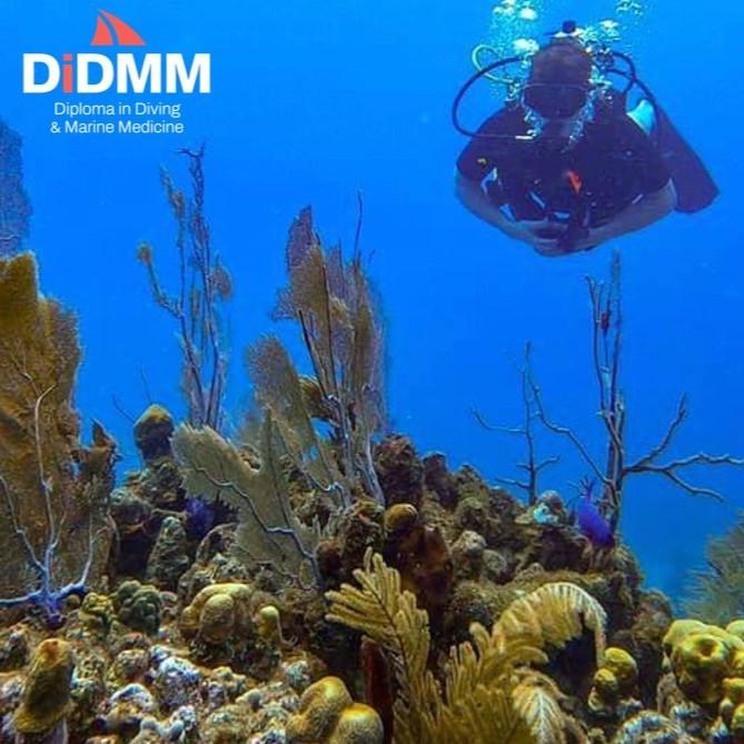 Diver with carol reef