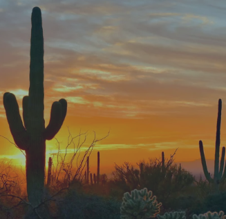 desert cactus during sunset