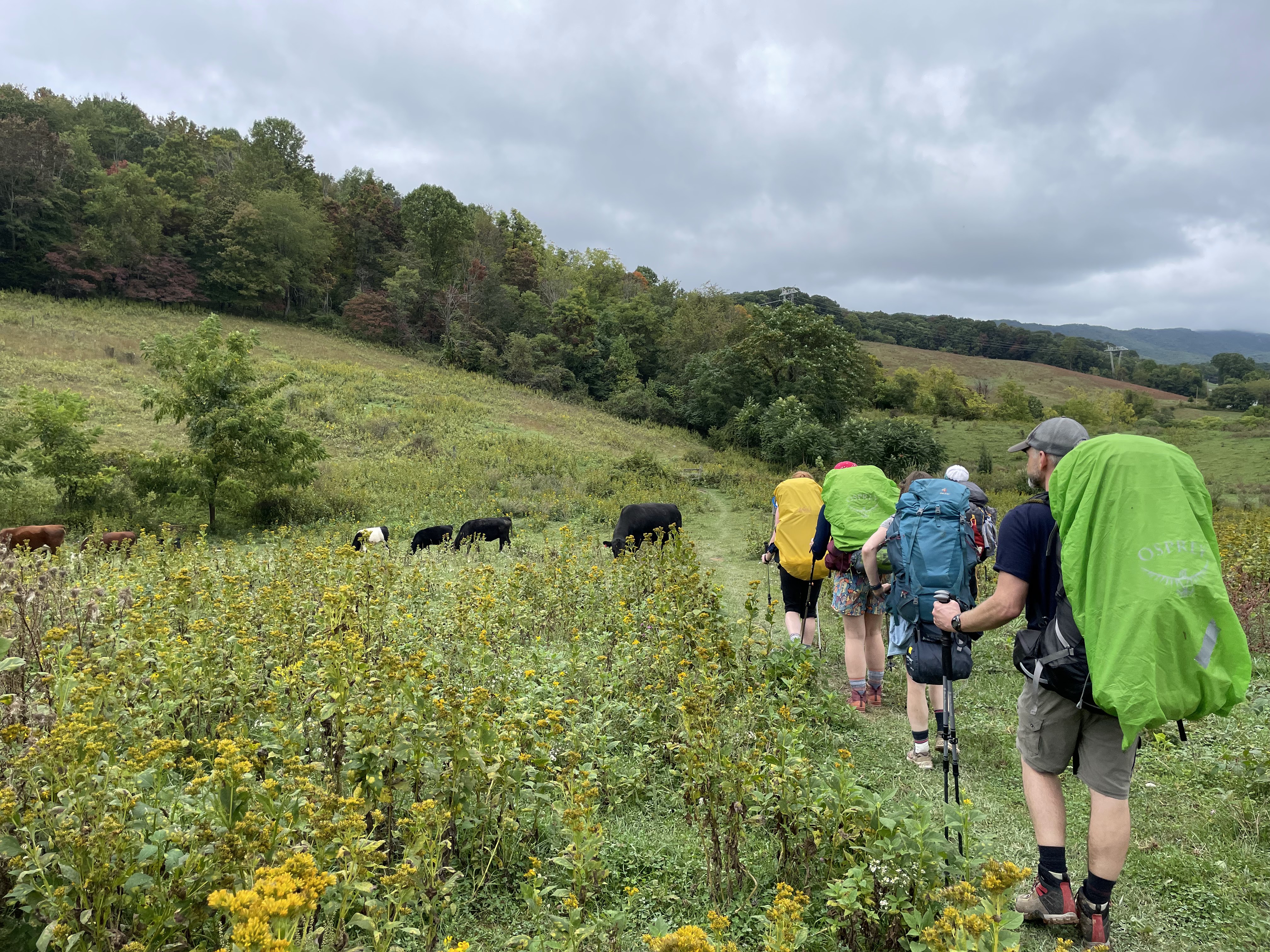 hiking and cows